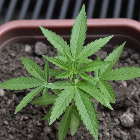 Lemon Urkel growlog timeline photo