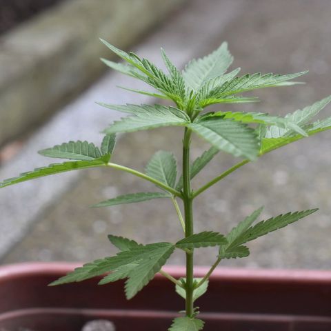 Lemon Urkel growlog timeline photo