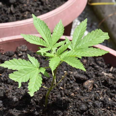 Genética desconocida growlog timeline photo