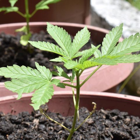 Genética desconocida growlog timeline photo