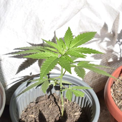Genética desconocida growlog photo: Planta 1