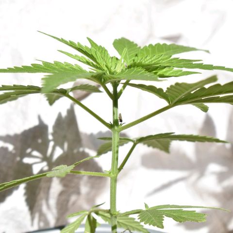 Genética desconocida growlog photo: Planta 1