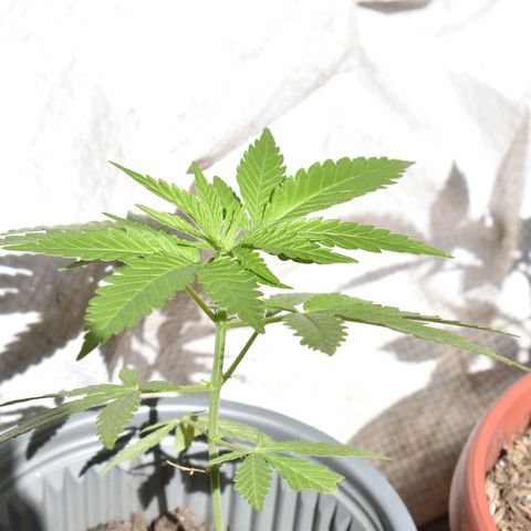 Genética desconocida growlog photo: Planta 1