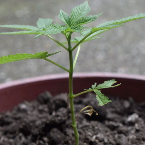 Genética desconocida growlog photo: Planta 2