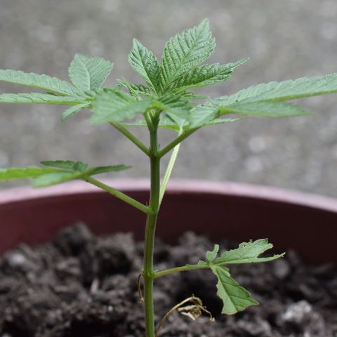 Genética desconocida growlog photo: Planta 2