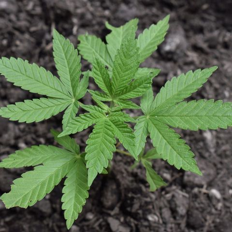 Genética desconocida growlog photo: Planta 2