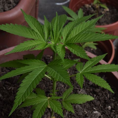 Genética desconocida growlog photo: Planta 3