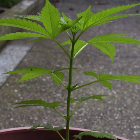 Genética desconocida growlog photo: Planta 3