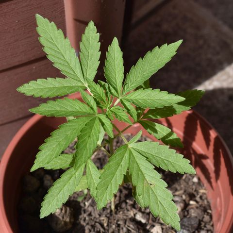 Lemon Urkel growlog timeline photo