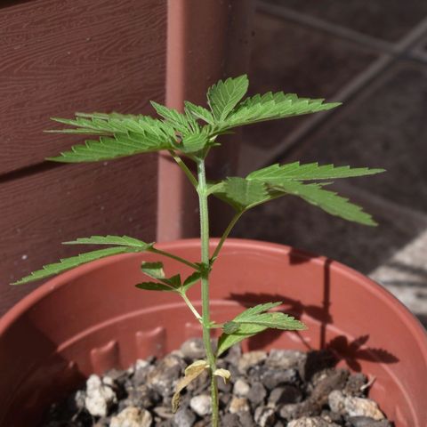 Lemon Urkel growlog timeline photo