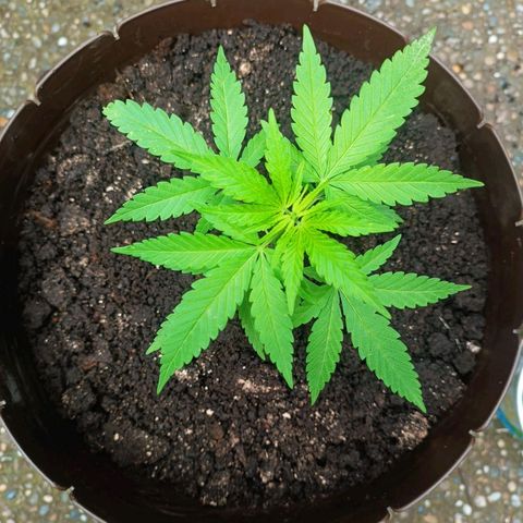 Genética desconocida growlog photo: Planta 1 14 litros 