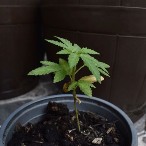 Lemon Urkel growlog timeline photo