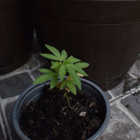 Lemon Urkel growlog timeline photo
