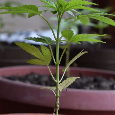 Lemon Urkel growlog timeline photo