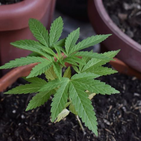 Lemon Urkel growlog timeline photo