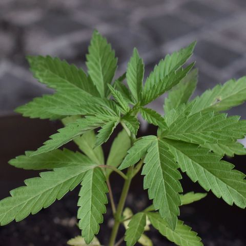 Lemon Urkel growlog timeline photo