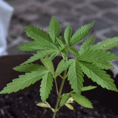 Lemon Urkel growlog timeline photo