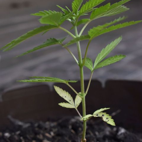 Lemon Urkel growlog timeline photo