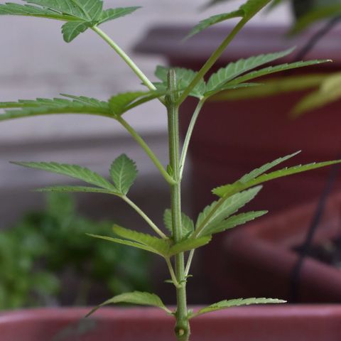 Lemon Urkel growlog timeline photo
