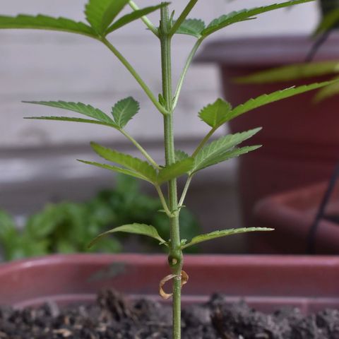 Lemon Urkel growlog timeline photo