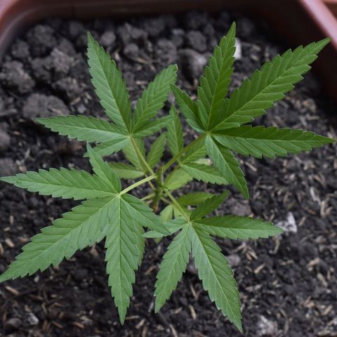 Lemon Urkel growlog timeline photo