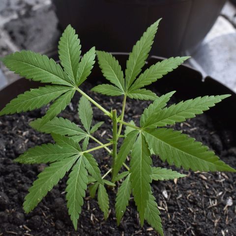 Genética desconocida growlog photo: Planta 1
Poda apical después del 4to nudo
