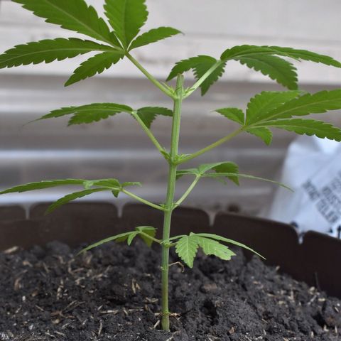 Genética desconocida growlog photo: Planta 1
Poda apical después del 4to nudo