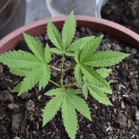 Genética desconocida growlog photo: Planta 2
Poda apical después del 4to nudo