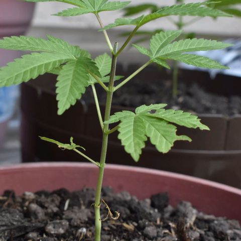 Genética desconocida growlog photo: Planta 2
Poda apical después del 4to nudo