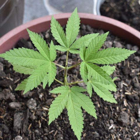 Genética desconocida growlog photo: Planta 2
Poda apical después del 4to nudo