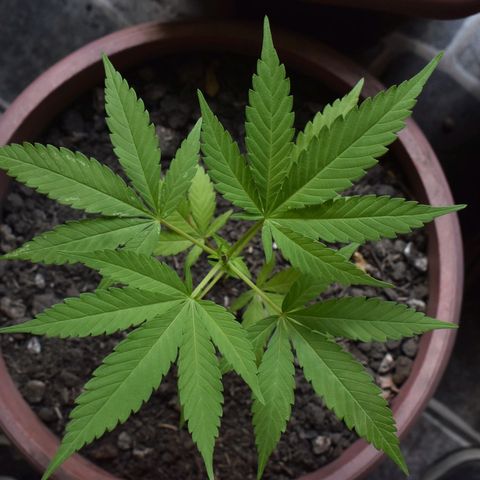 Genética desconocida growlog photo: Planta 3
Poda apical después del 4to nudo