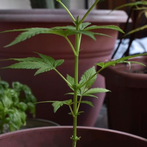 Genética desconocida growlog photo: Planta 3
Poda apical después del 4to nudo