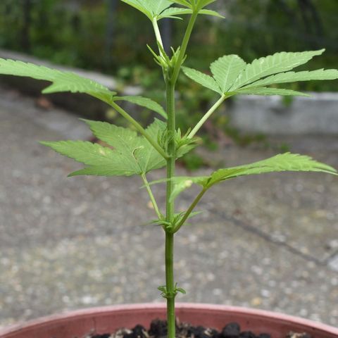 Genética desconocida growlog photo: #3