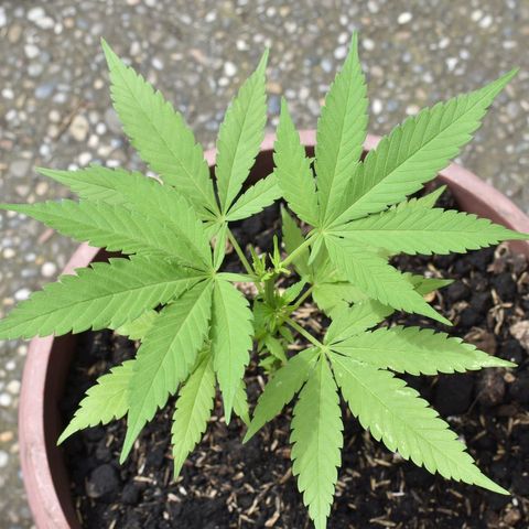 Genética desconocida growlog photo: #3