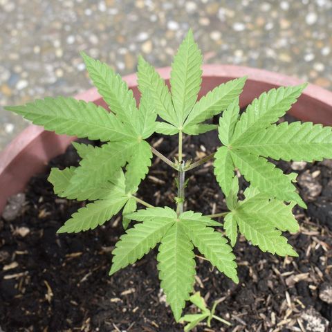 Genética desconocida growlog photo: #2