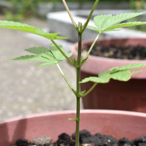 Genética desconocida growlog photo: #2