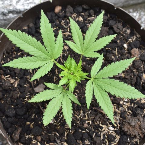Genética desconocida growlog photo: #1