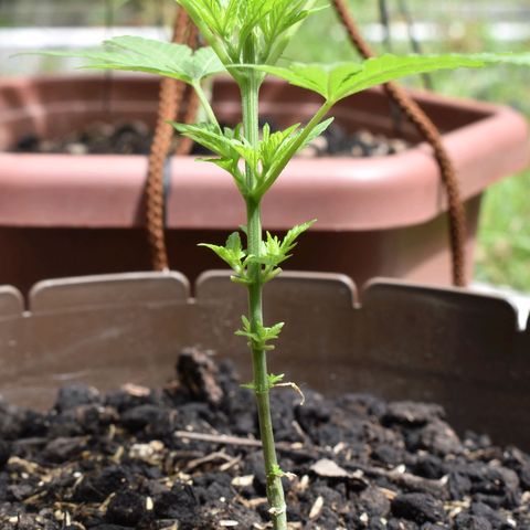 Genética desconocida growlog photo: #1