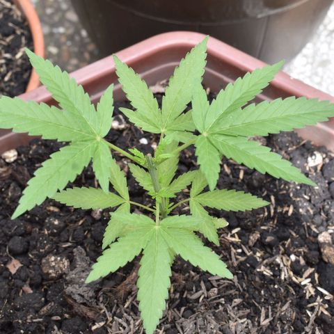 Lemon Urkel growlog timeline photo