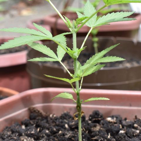 Lemon Urkel growlog timeline photo