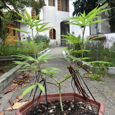 Mango growlog timeline photo
