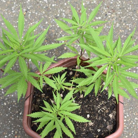 Mango growlog timeline photo