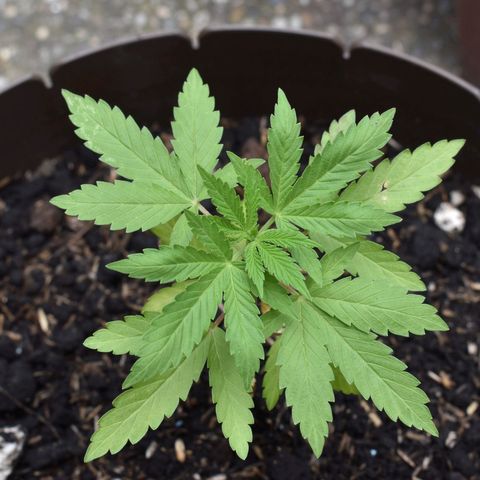 Lemon Urkel growlog timeline photo