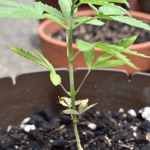 Lemon Urkel growlog timeline photo
