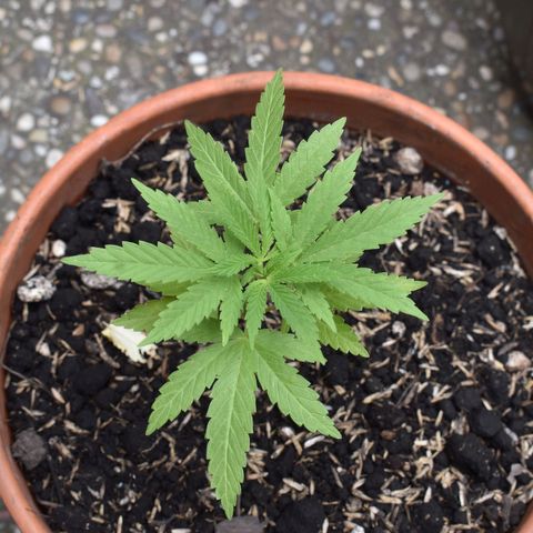 Lemon Urkel growlog timeline photo