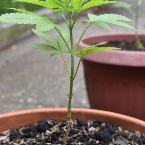 Lemon Urkel growlog timeline photo