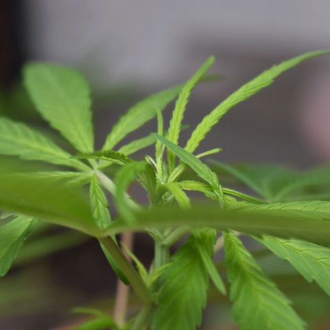 Mango growlog timeline photo