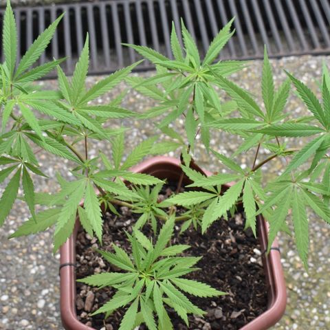 Mango growlog timeline photo