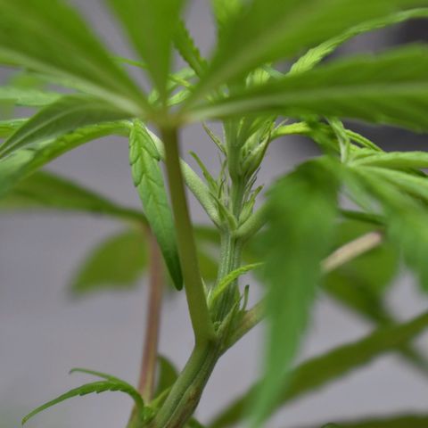 Mango growlog timeline photo