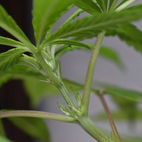 Mango growlog timeline photo